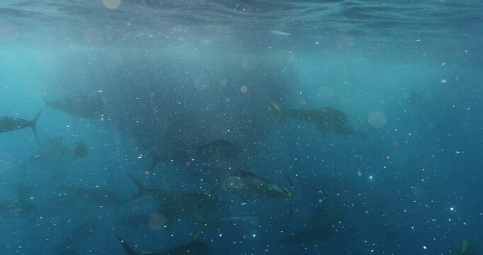 Underwater Safaris in the Mexican Pacific: Mahi-Mahi, Marlins, Sardines & Sea Lions