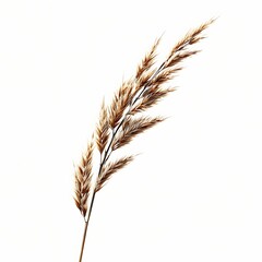 Fototapeta premium Ears of wheat isolated on a white background.