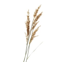 Fototapeta premium Ears of wheat isolated on a white background.