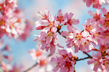 京都 長徳寺のおかめ桜　Okamezakura at Chotokuji Temple, Kyoto	