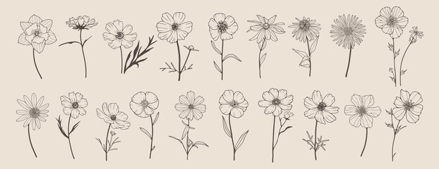 A large set of different hand-drawn flowers. Chamomile, calendula, echinacea, wildflowers and others isolated on a light background
