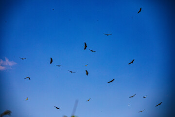 flock of birds