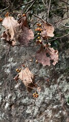 ウメツルモドキの実のある風景、蔓性植物のある風景、ウメツルモドキのオレンジ色の果実