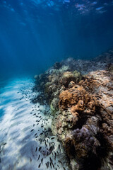 coral reef in the sea