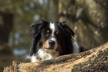 Damon im Schlosspark