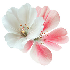 Fototapeta premium Beautiful Cherry Blossoms in Soft White and Pink Colors