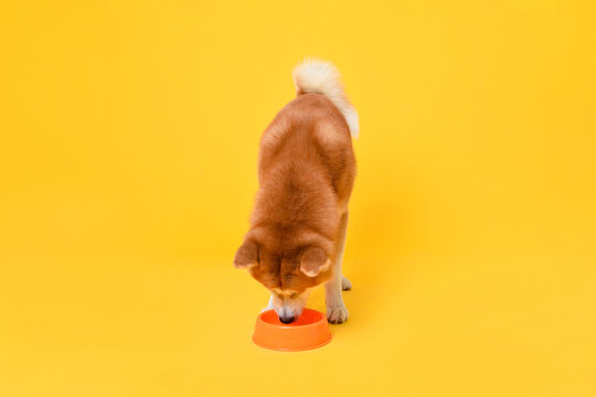 Japanese Akita Inu dog eating food from the bowl, studio shot in yellow color isolated background
