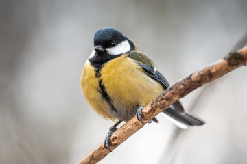Great tit. A common small bird present in every park. A cute little bird