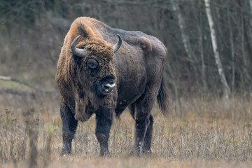 European bison