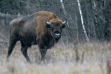 European bison
