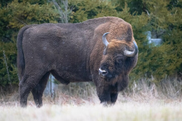 European bison