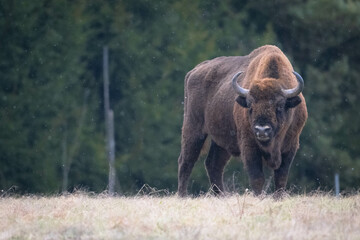 European bison