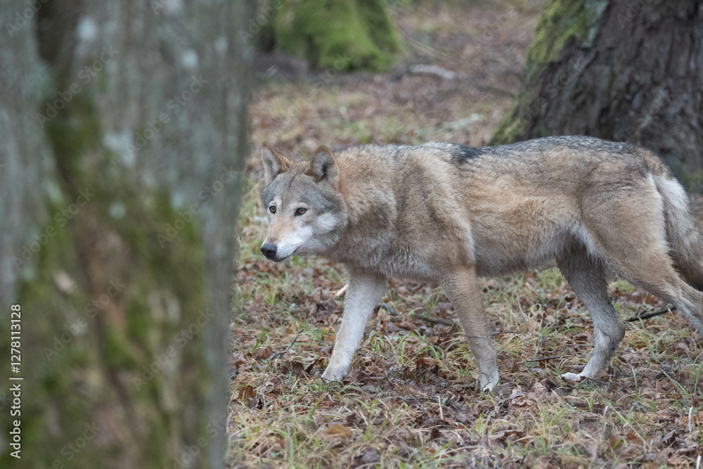 Wall mural grey wolf