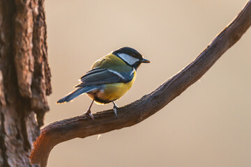 Great tit. A common small bird present in every park. A cute little bird