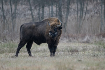 European bison