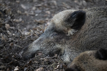 wild boar