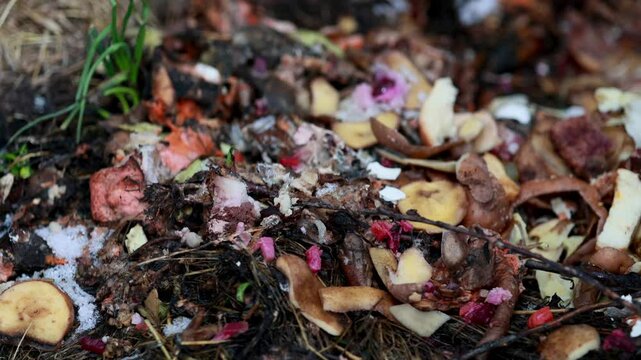 people make compost from food waste, recycle garbage, humus, manure pit, clean fruits and vegetables, fertilizer for plants, prepare for planting work
