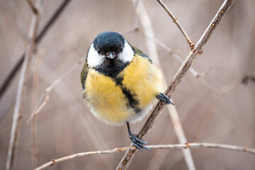 Great tit. A common small bird present in every park. A cute little bird