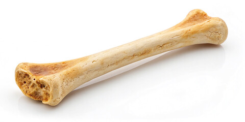 A Bone Isolated on a White Background for Culinary and Nutritional Use