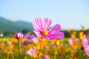 Obraz premium Pink and Yellow cosmos flowers blooming in garden,wild pink cosmos flowers in spring day,autumn season,view of the various cosmos flowers,Selective focus.