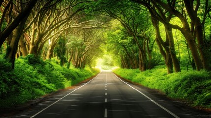 Fototapeta premium Enigmatic Passageway in the Dark Enclave of the Forest