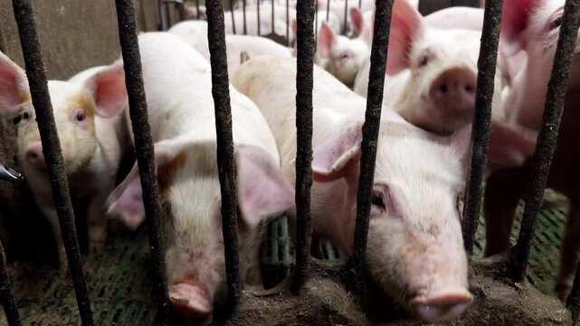 View through iron bars of rowdy pink piglets in pigsty, livestock husbandry