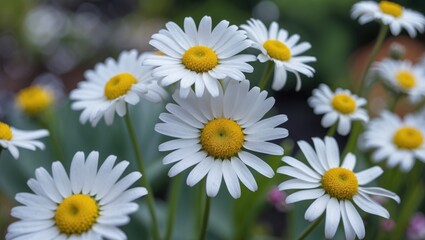 Fototapeta premium Close-up view of white daisies with yellow centers blooming in a garden setting on a blurred green background