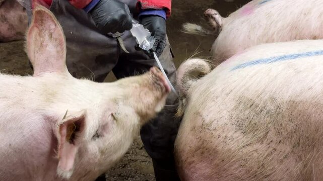 Telephoto shot of worker with gloves inseminating a sow with semen, real time