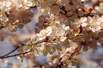 Branches of an apricot tree in the period of spring flowering.