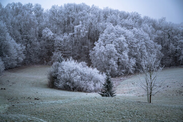 White hoarfrost on tree in forest and meadow.