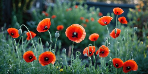 Obraz premium Vibrant red poppy flowers blooming in a lush garden setting during daylight hours with green foliage in the background