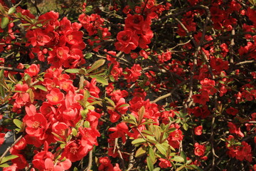 Obraz premium 真紅のボケの花