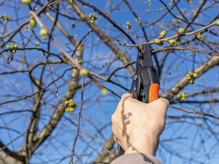 Female farmer with a pruner shearing the cherry tree