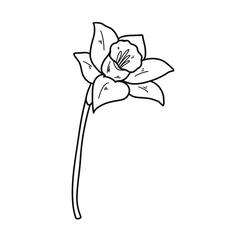 Hand-Drawn Daffodil Clipart Set – 14 PNG Floral Illustrations