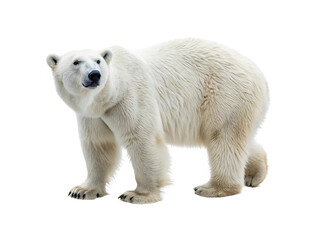 Polar bear isolated on white background