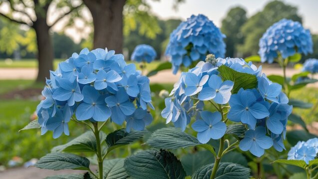 Blue hydrangea flowers in bloom with green leaves in a sunny park setting with blurred background trees