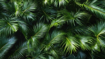 Lush green palm leaves overlapping in a dense tropical foliage background creating a vibrant natural texture.