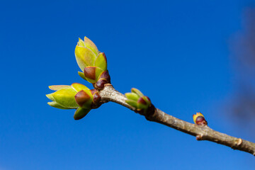 Spring young leaves on the trees against the background of a spring park. Spring landscape, trees with first leaves