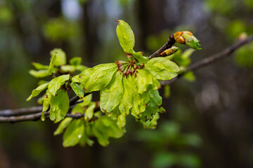 Close-up shot of the samara samarae of the Wych or Scots elm Ulmus glabra on the branches among green leaves in early spring
