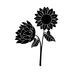 Black Sunflower