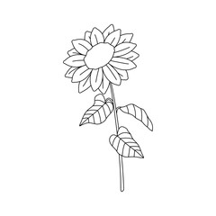 Sunflower Outline