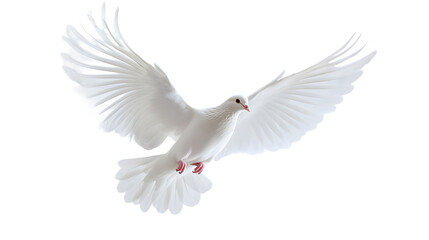 White dove flying isolated on white background