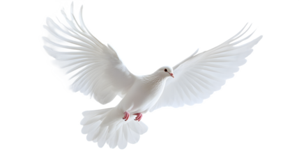White dove flying isolated on white background