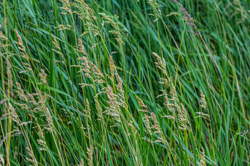 Poa trivialis rough bluegrass, rough-stalked meadow-grass or rough meadow-grass, is perennial plant regarded in US as ornamental plant. It is part of grass family