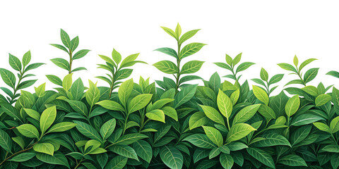 Fototapeta premium Green Leaves Shrubs Upper Border Isolated on a White Background, Indicating Nature and Freshness