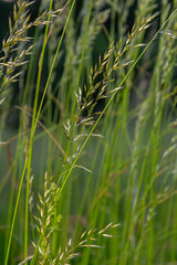 Calamagrostis arundinacea is a species of bunch grass in the family Poaceae, native to Eurasia, China and India. closeup of weeds of tropical mountains. Wild grass wallpaper. Weeds. nature grass
