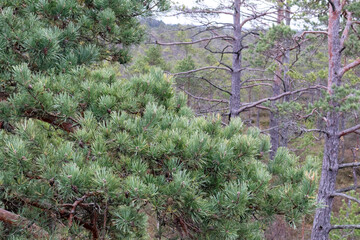 Fototapeta premium two pine trees in a forest landscape, one with a thick crown of needles in the foreground and the other with a thinner trunk and branches in the background.