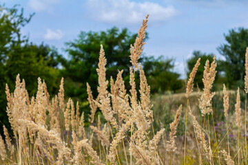 Inflorescence of wood small-reed Calamagrostis epigejos on a meadow