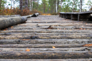 
a wooden boardwalk made of long, round wooden logs set in a forest or swamp.