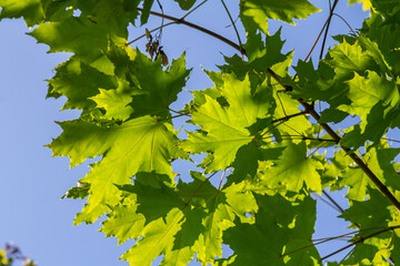 Close up of Acer platanoides, Norway maple, with sunlit new leaves on dark background. Image with selective focus and shallow depth of field